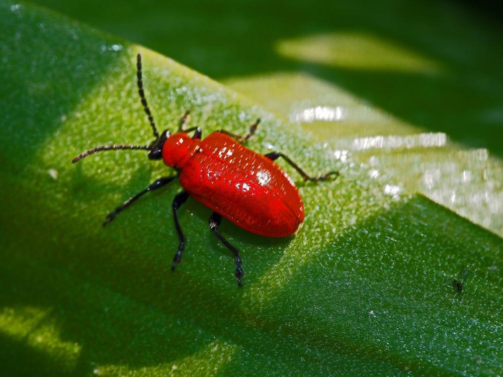 Criocère du Lys Lilioceris lilii (Scopoli, 1763)