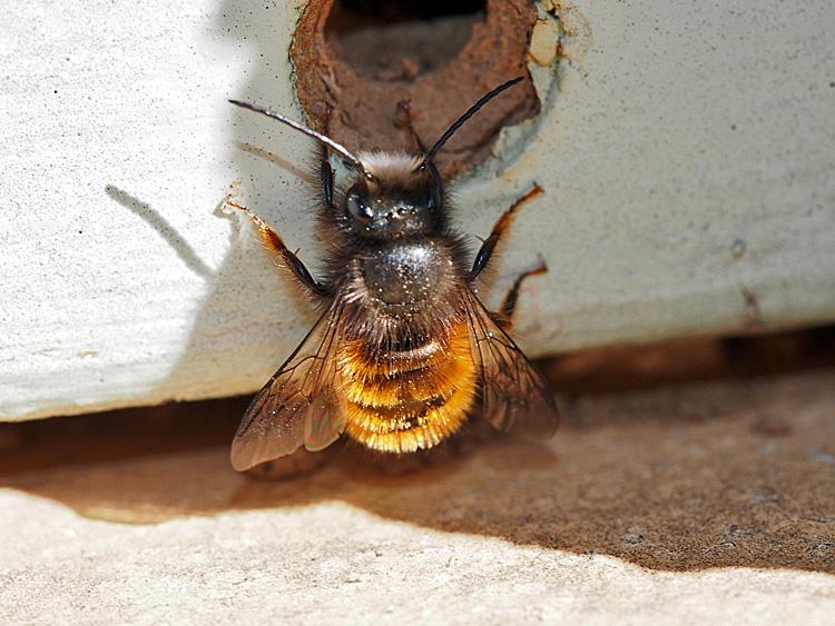 Osmia cornuta (Latreille, 1805)