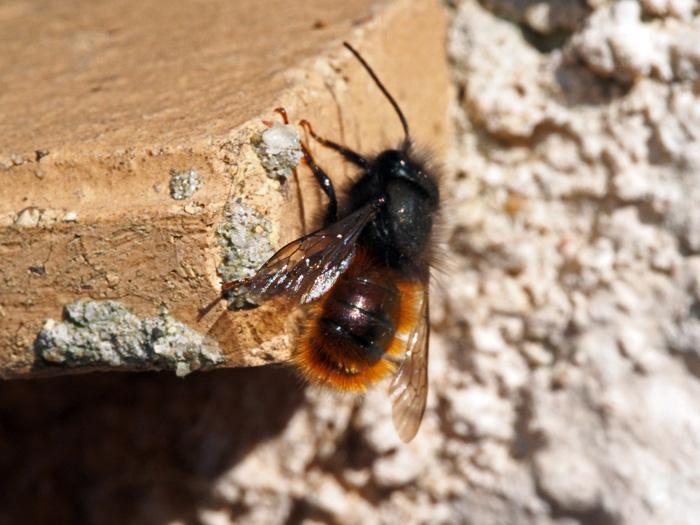 Osmia cornuta (Latreille, 1805)