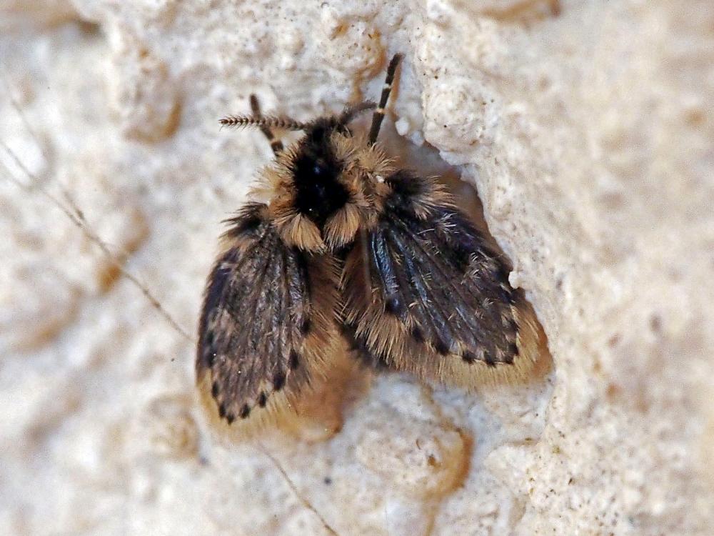 Psychoda Latreille, 1796