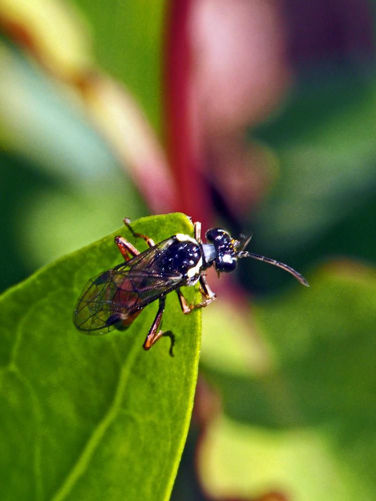  Aglaostigma aucupariae (Klug, 1817)