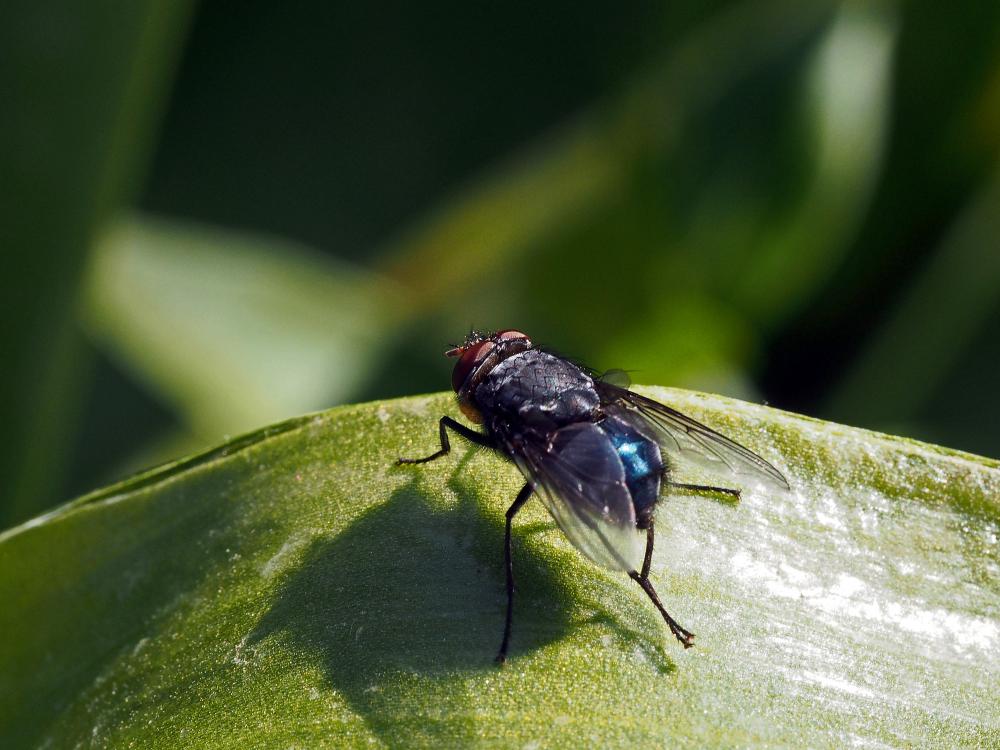 Calliphora Robineau-Desvoidy, 1830