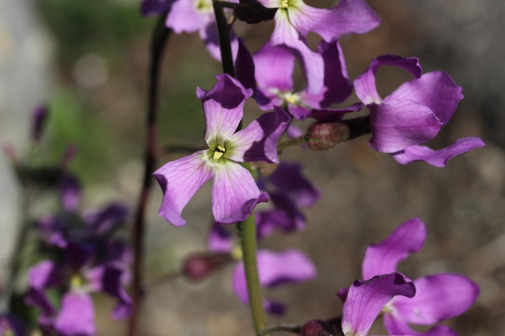 Julienne à feuilles laciniées Hesperis laciniata All., 1785