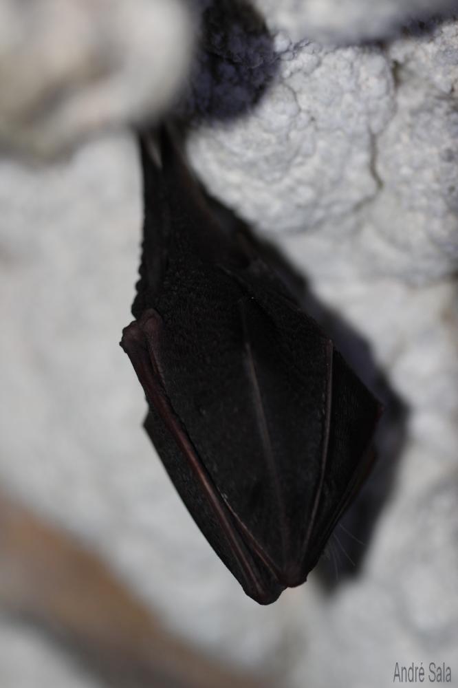 Petit rhinolophe Rhinolophus hipposideros (Bechstein, 1800)