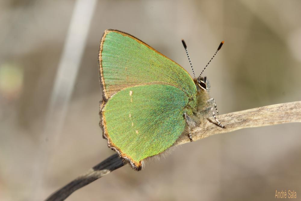 Thécla de la Ronce (La), Argus vert (L') Callophrys rubi (Linnaeus, 1758)