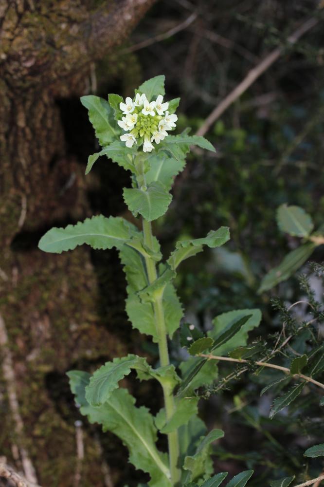 Arabette Tourette Pseudoturritis turrita (L.) Al-Shehbaz, 2005