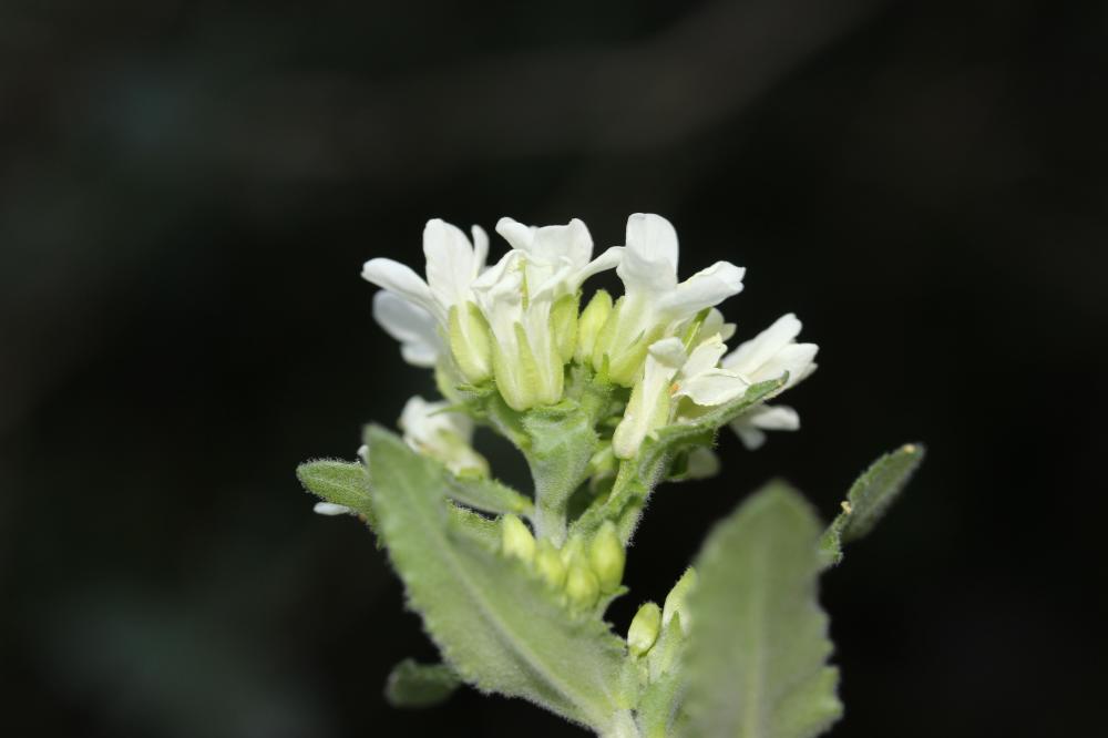 Arabette Tourette Pseudoturritis turrita (L.) Al-Shehbaz, 2005