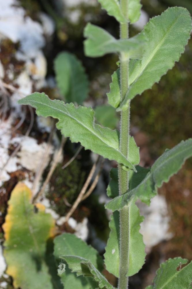 Arabette Tourette Pseudoturritis turrita (L.) Al-Shehbaz, 2005