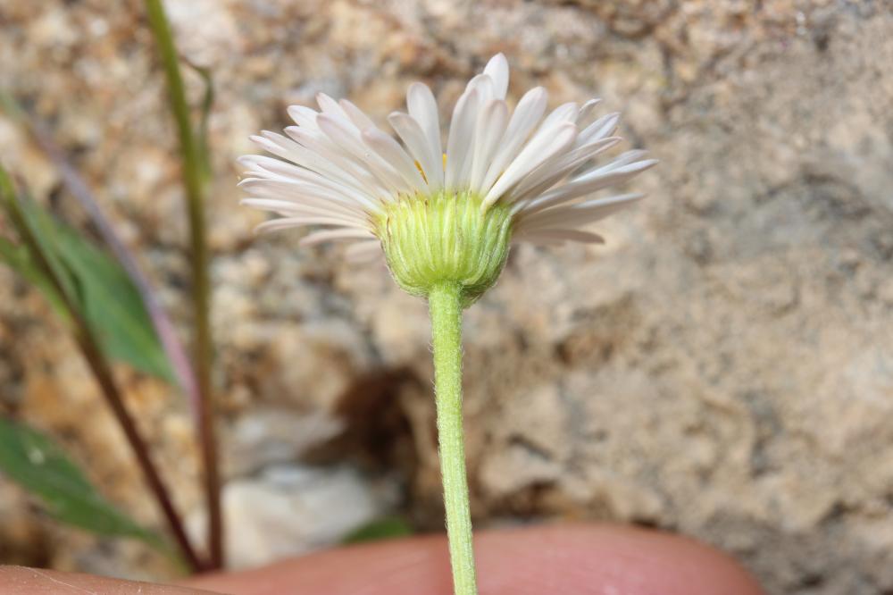 Vergerette de Karvinski Erigeron karvinskianus DC., 1836
