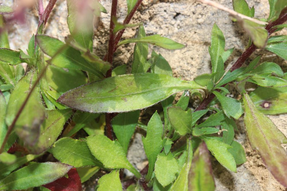 Vergerette de Karvinski Erigeron karvinskianus DC., 1836