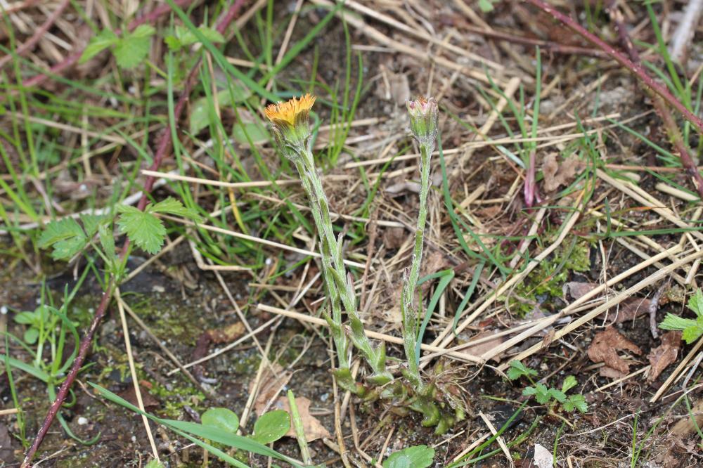 Tussilage, Pas-d'âne, Herbe de saint Quirin Tussilago farfara L., 1753