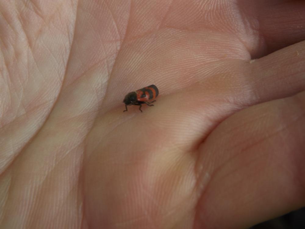 Haematoloma dorsata (Ahrens, 1812)