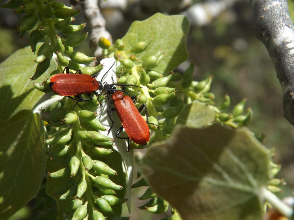 Cardinal, Pyrochore écarlate Pyrochroa coccinea (Linnaeus, 1760)