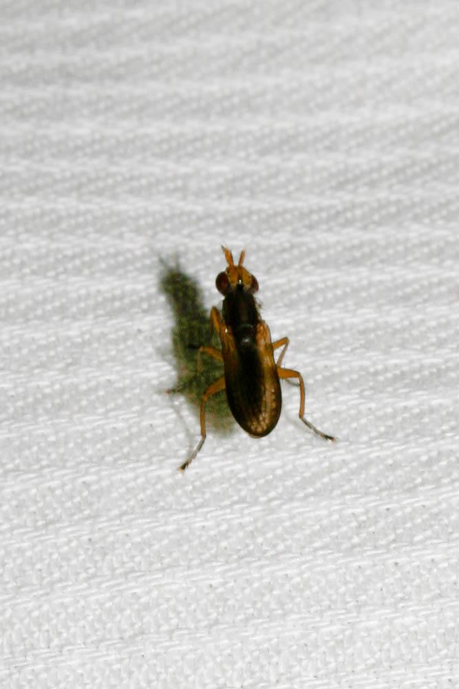 Limnia unguicornis (Scopoli, 1763)