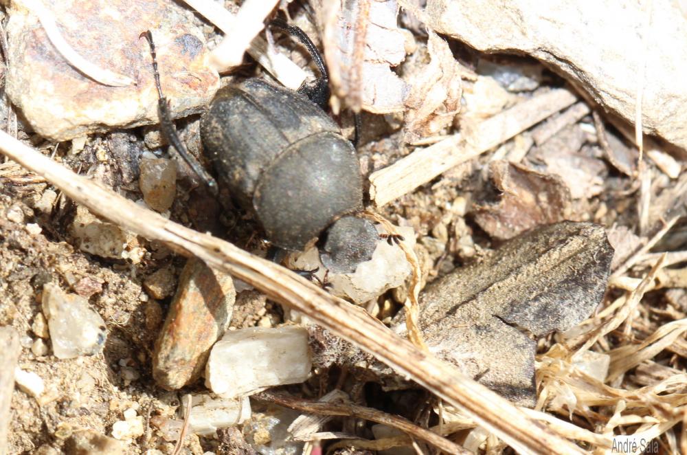 Sisyphe Sisyphus schaefferi (Linnaeus, 1758)