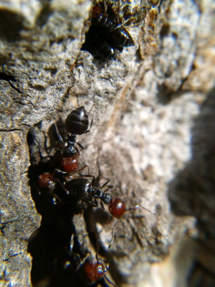  Crematogaster scutellaris (Olivier, 1792)