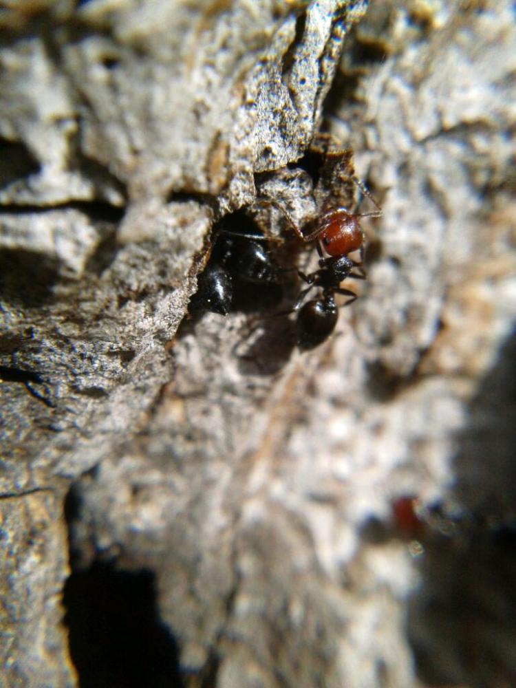 Crematogaster scutellaris (Olivier, 1792)