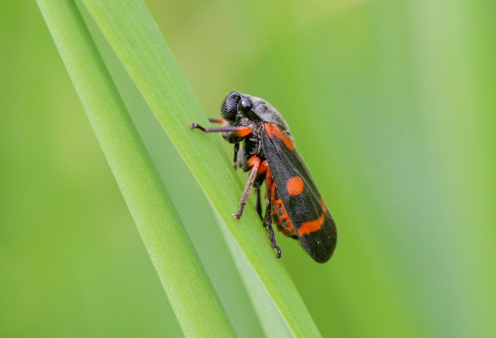 Cercopis intermedia Kirschbaum, 1868