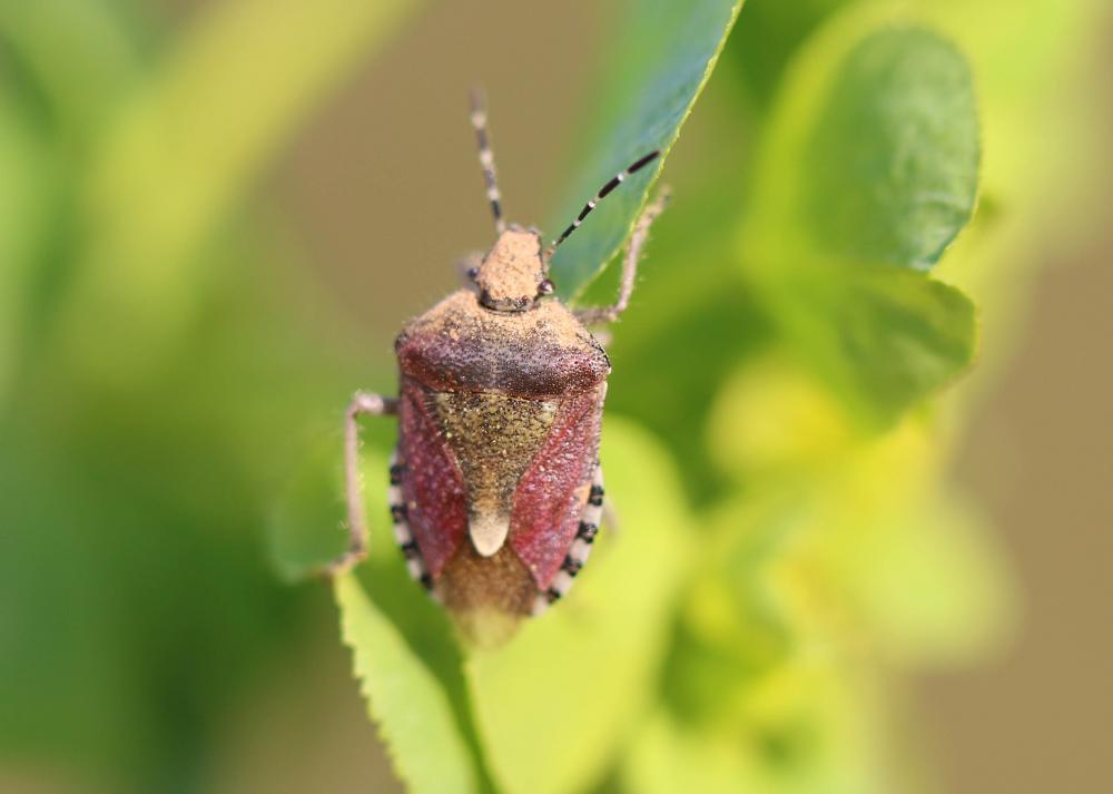 Punaise brune à antennes & bords panachés Dolycoris baccarum (Linnaeus, 1758)