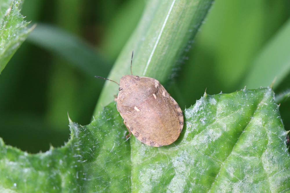  Eurygaster maura (Linnaeus, 1758)