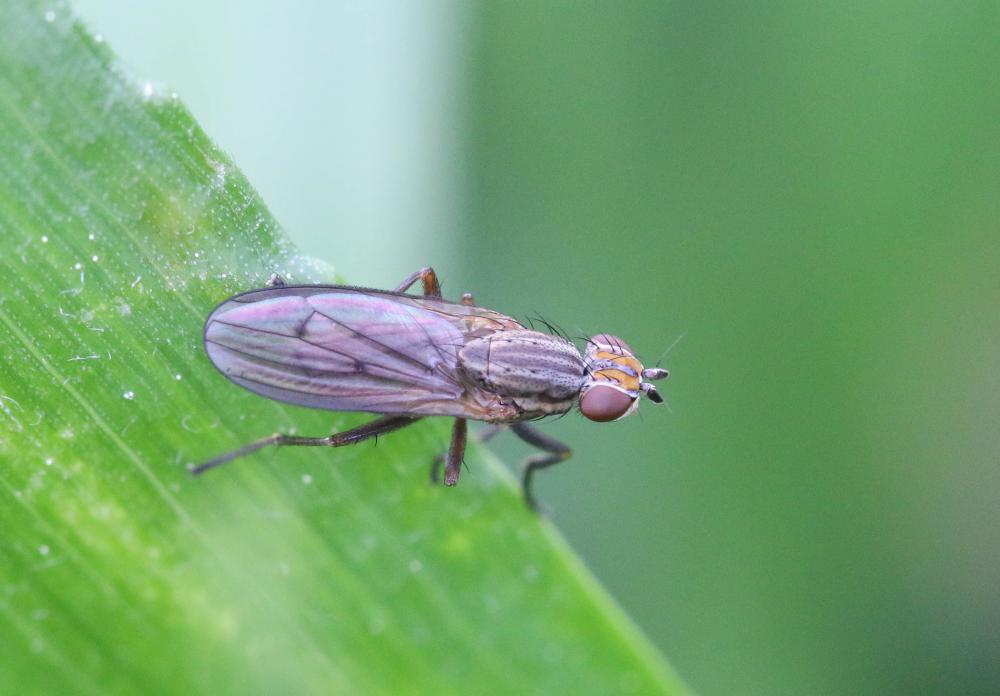 Pherbellia cinerella (Fallén, 1820)