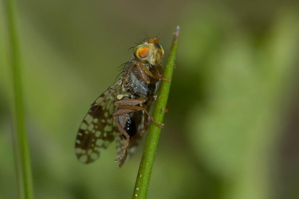 Tephritis matricariae (Loew, 1844)