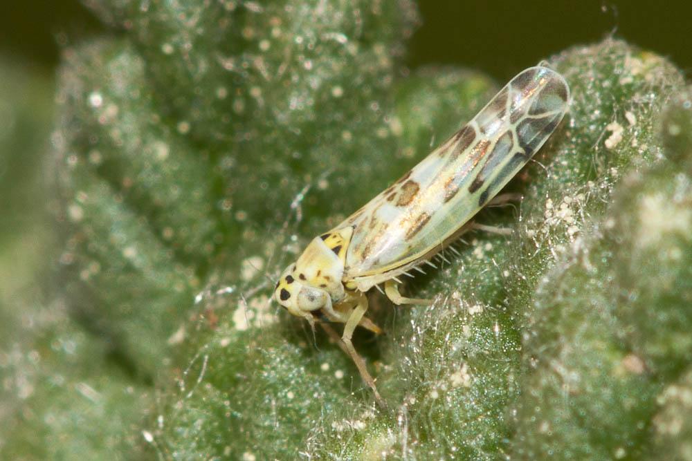  Eupteryx melissae Curtis, 1837
