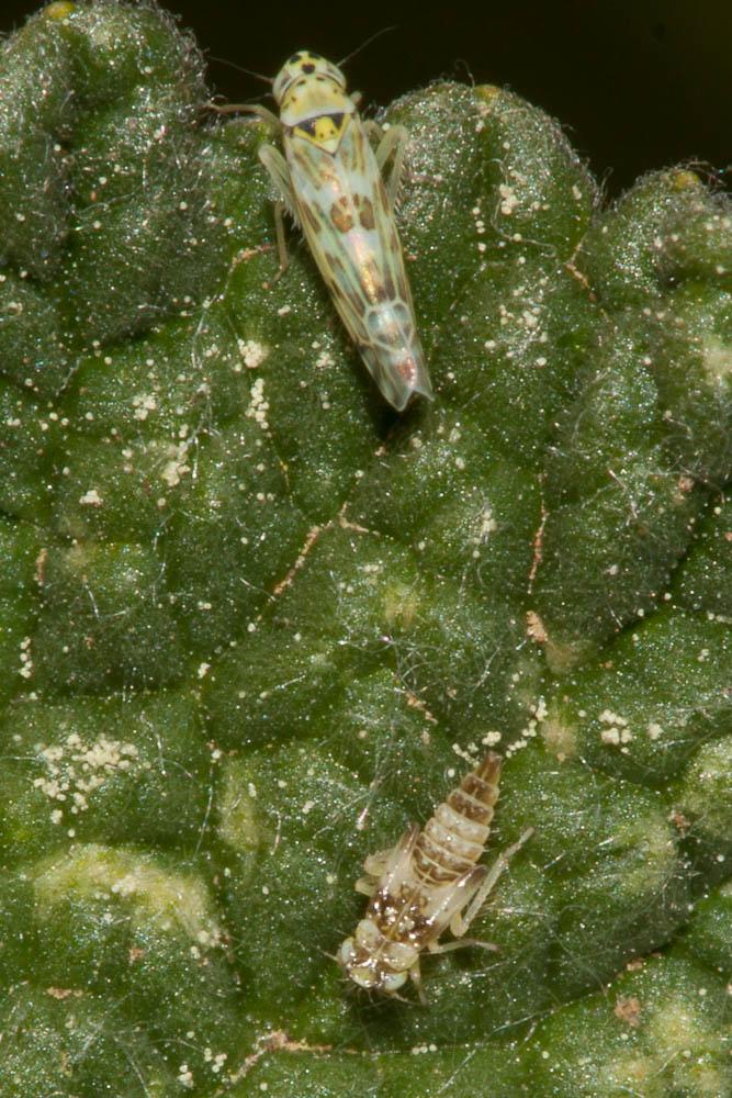  Eupteryx melissae Curtis, 1837