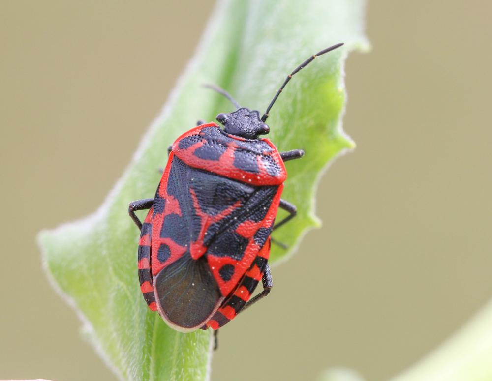 Eurydema ventralis Kolenati, 1846