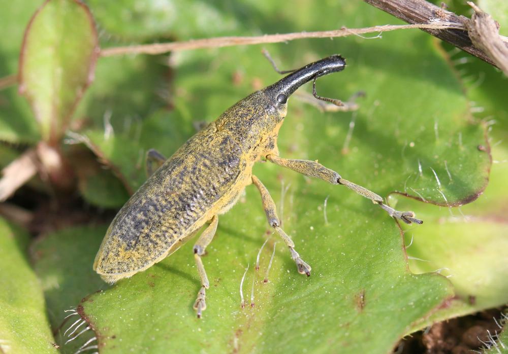 Lixe poudreux Lixus pulverulentus (Scopoli, 1763)