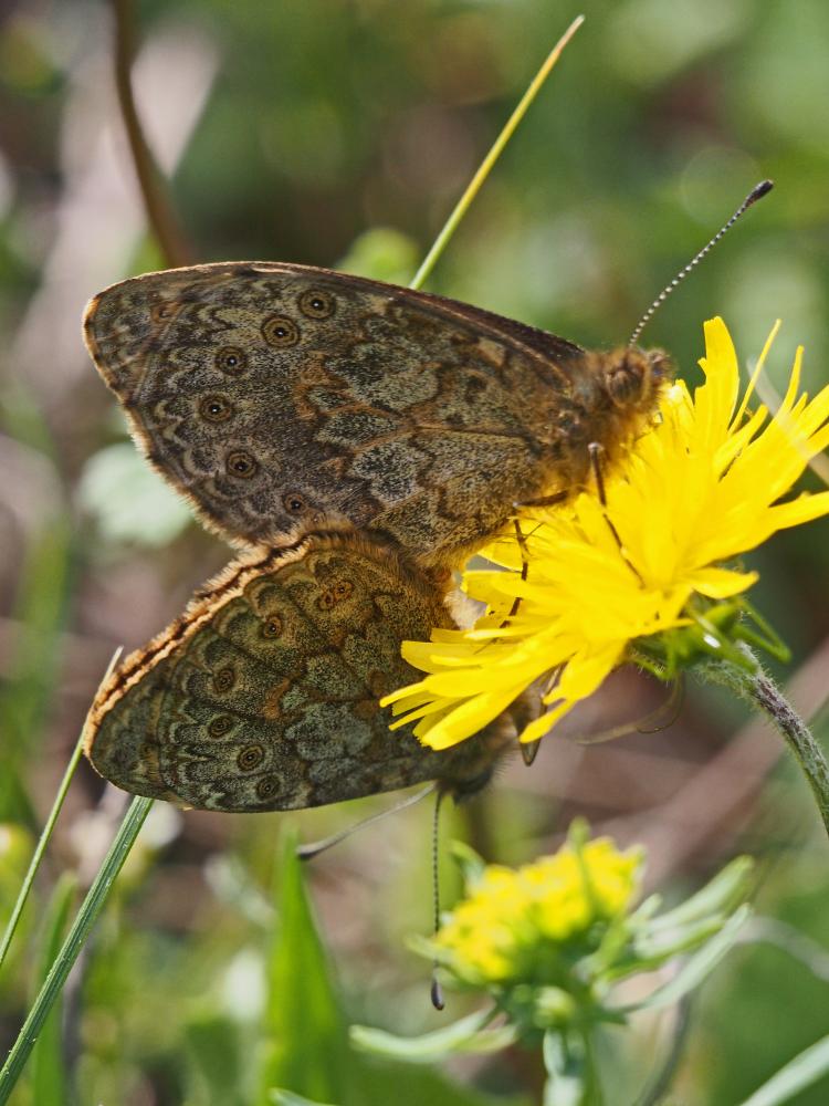 La Mégère (La), Satyre (Le) Lasiommata megera (Linnaeus, 1767)