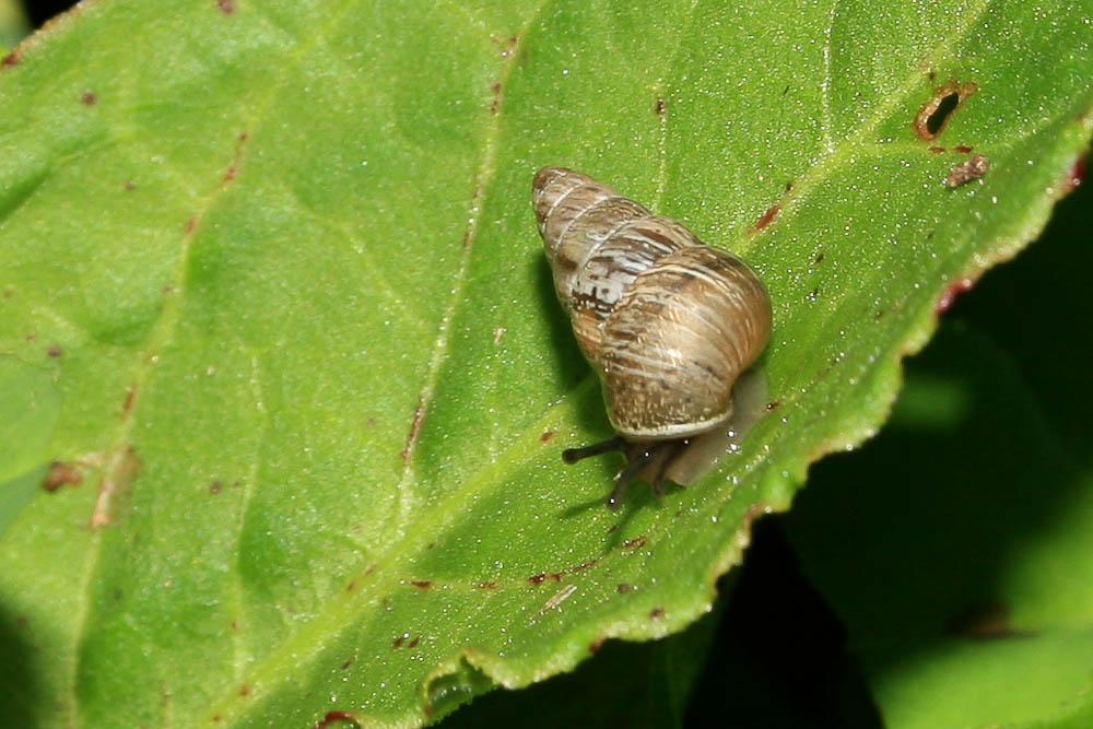 Cornet méditerranéen Cochlicella barbara (Linnaeus, 1758)