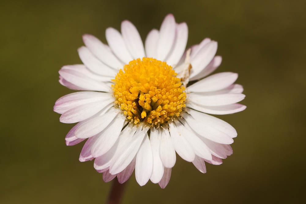 Pâquerette Bellis perennis L., 1753