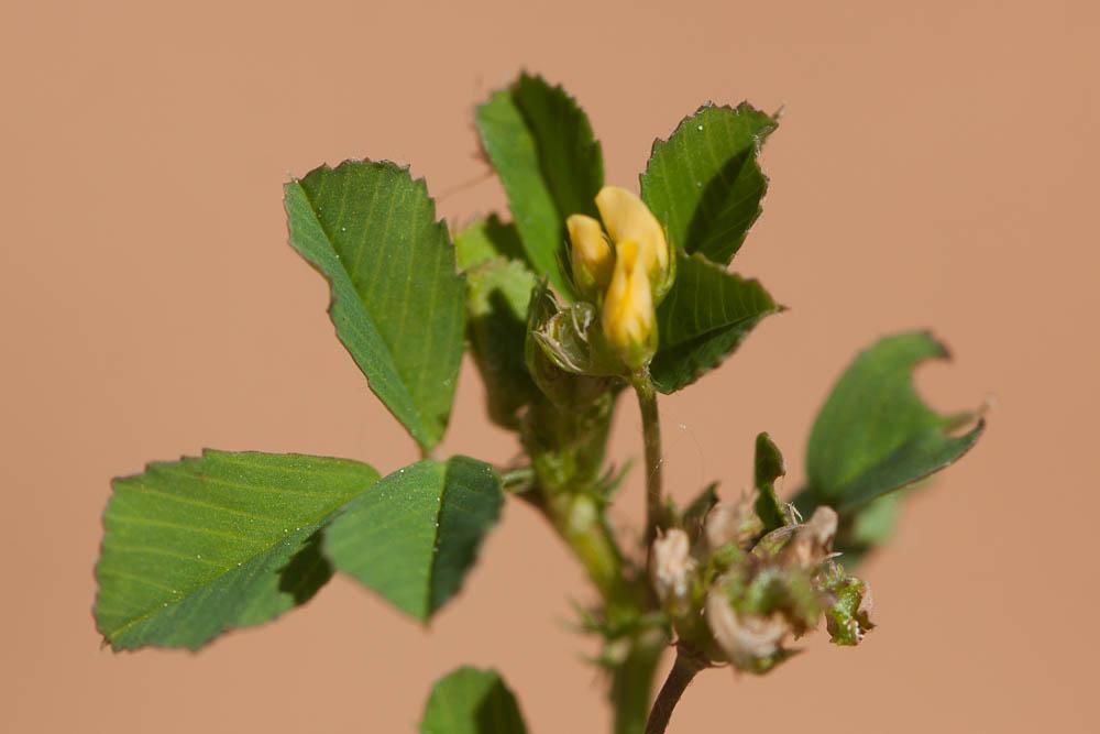 Luzerne polymorphe, Luzerne à fruits nombreux Medicago polymorpha L., 1753