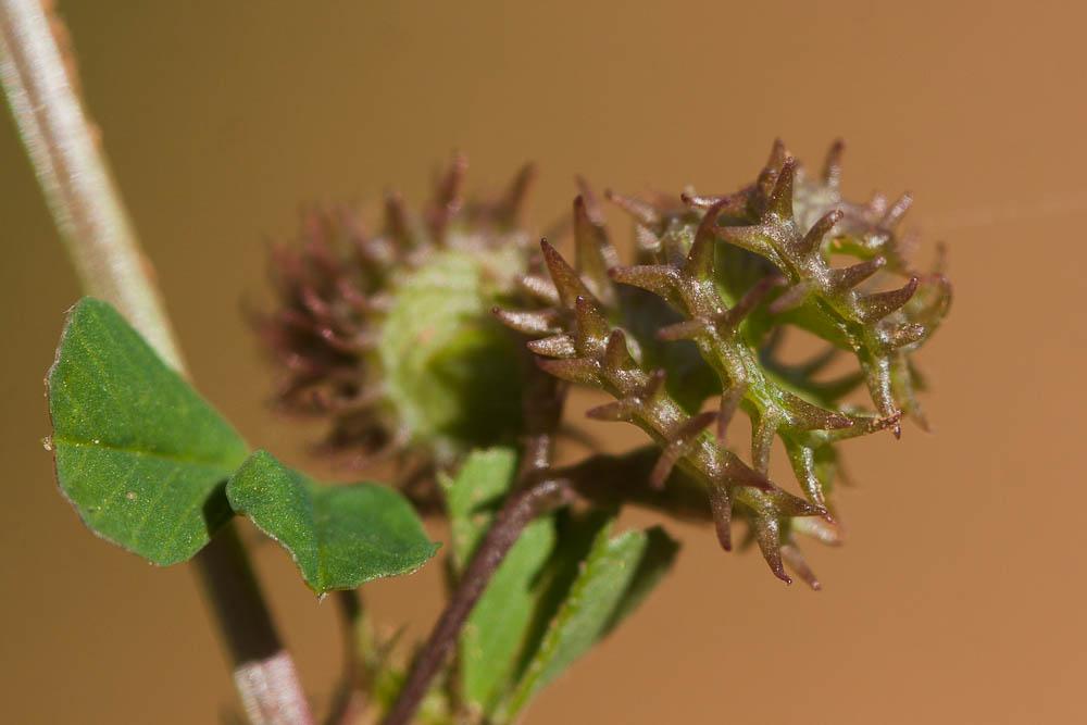 Luzerne polymorphe, Luzerne à fruits nombreux Medicago polymorpha L., 1753