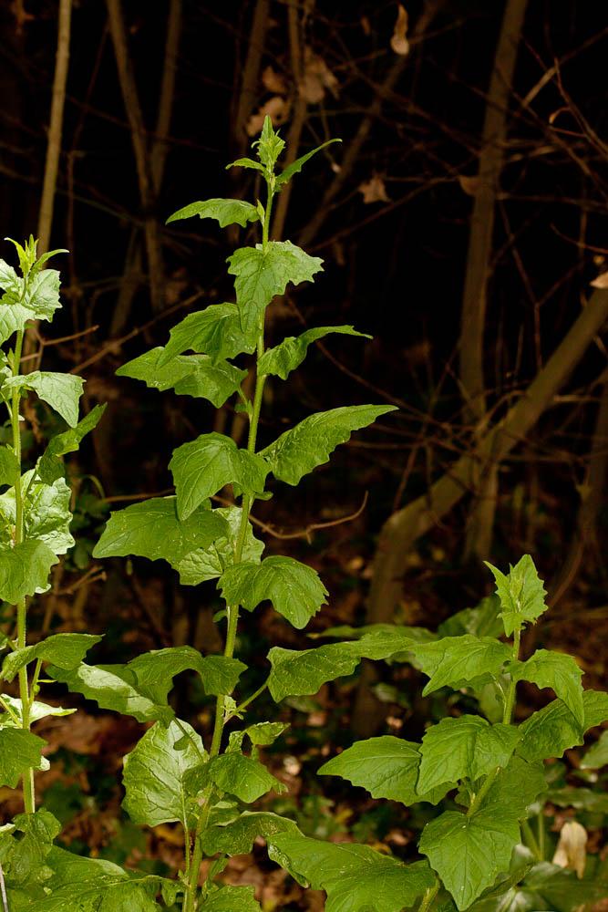 Lampsane commune, Graceline Lapsana communis L., 1753