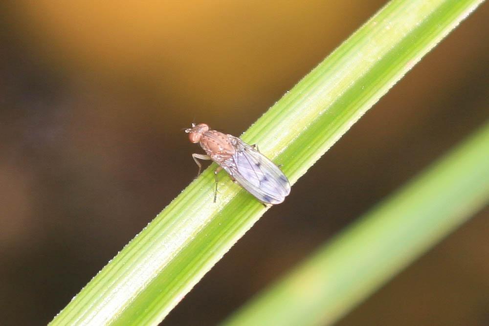 Opomyza florum (Fabricius, 1794)