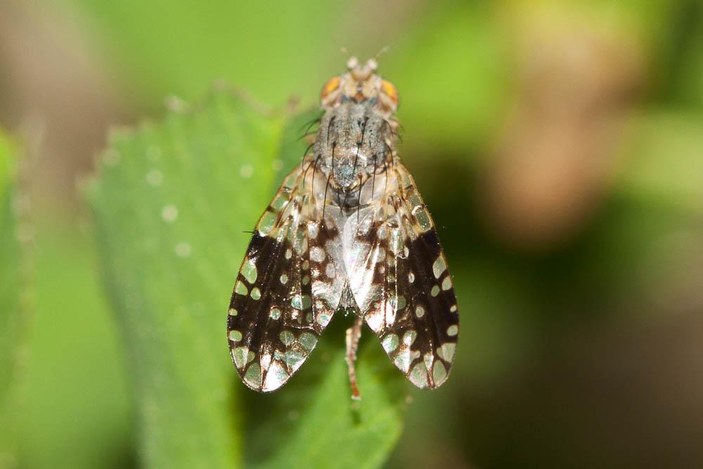 Tephritis pulchra (Loew, 1844)