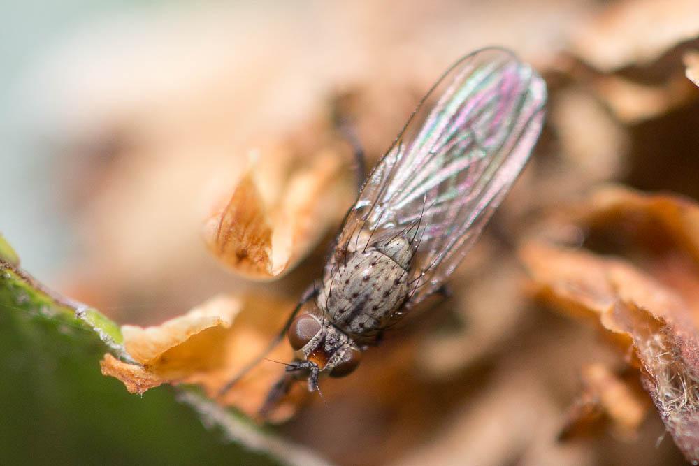 Nanna fasciata (Meigen, 1826)