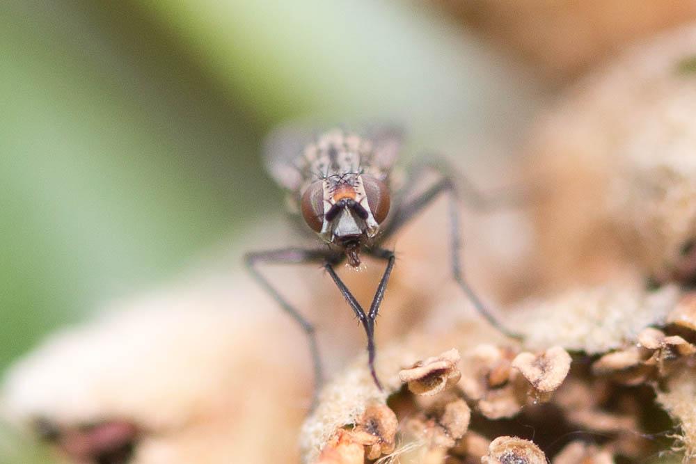 Nanna fasciata (Meigen, 1826)