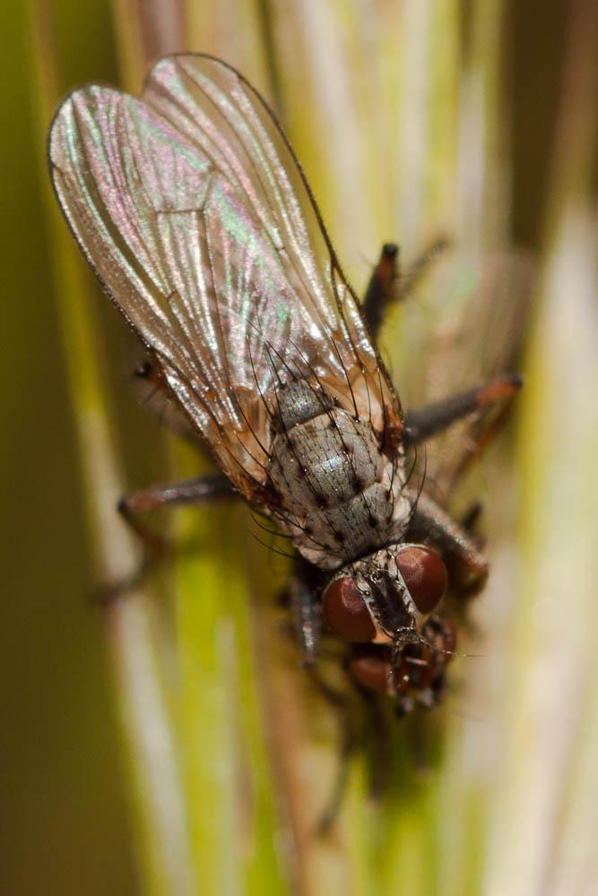 Nanna fasciata (Meigen, 1826)