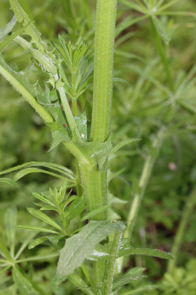 Crépide à feuilles de pissenlit, Barkhausie à feui Crepis vesicaria subsp. taraxacifolia (Thuill.) Thell. ex Schinz & R.Keller, 1914
