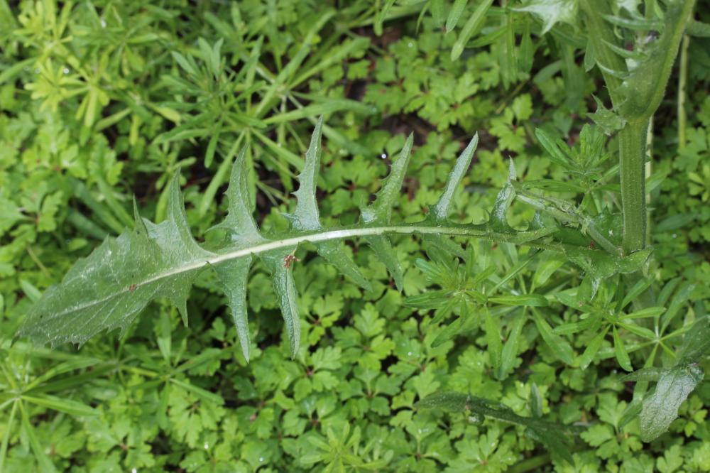 Crépide à feuilles de pissenlit, Barkhausie à feui Crepis vesicaria subsp. taraxacifolia (Thuill.) Thell. ex Schinz & R.Keller, 1914