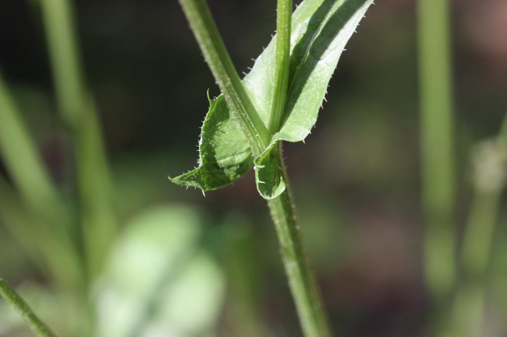 Crépide à feuilles de pissenlit, Barkhausie à feui Crepis vesicaria subsp. taraxacifolia (Thuill.) Thell. ex Schinz & R.Keller, 1914