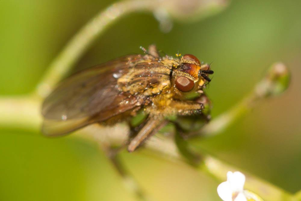 Scathophage du fumier, Mouche à merde Scathophaga stercoraria (Linnaeus, 1758)