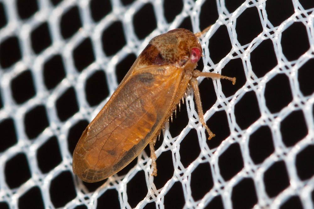  Iassus lanio (Linnaeus, 1760)