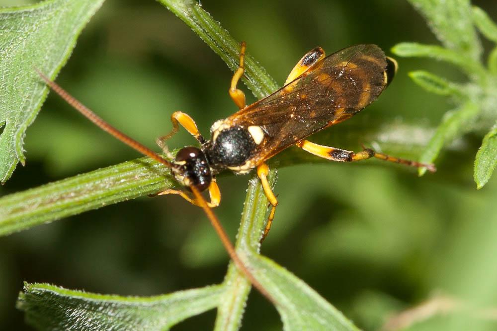  Ichneumon sarcitorius Linnaeus, 1758