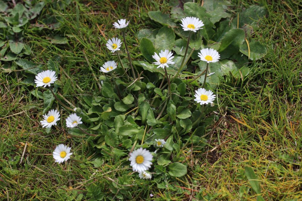 Pâquerette Bellis perennis L., 1753