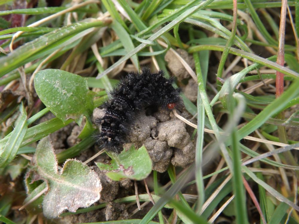 Mélitée du Plantain (La), Déesse à ceinturons (La) Melitaea cinxia (Linnaeus, 1758)