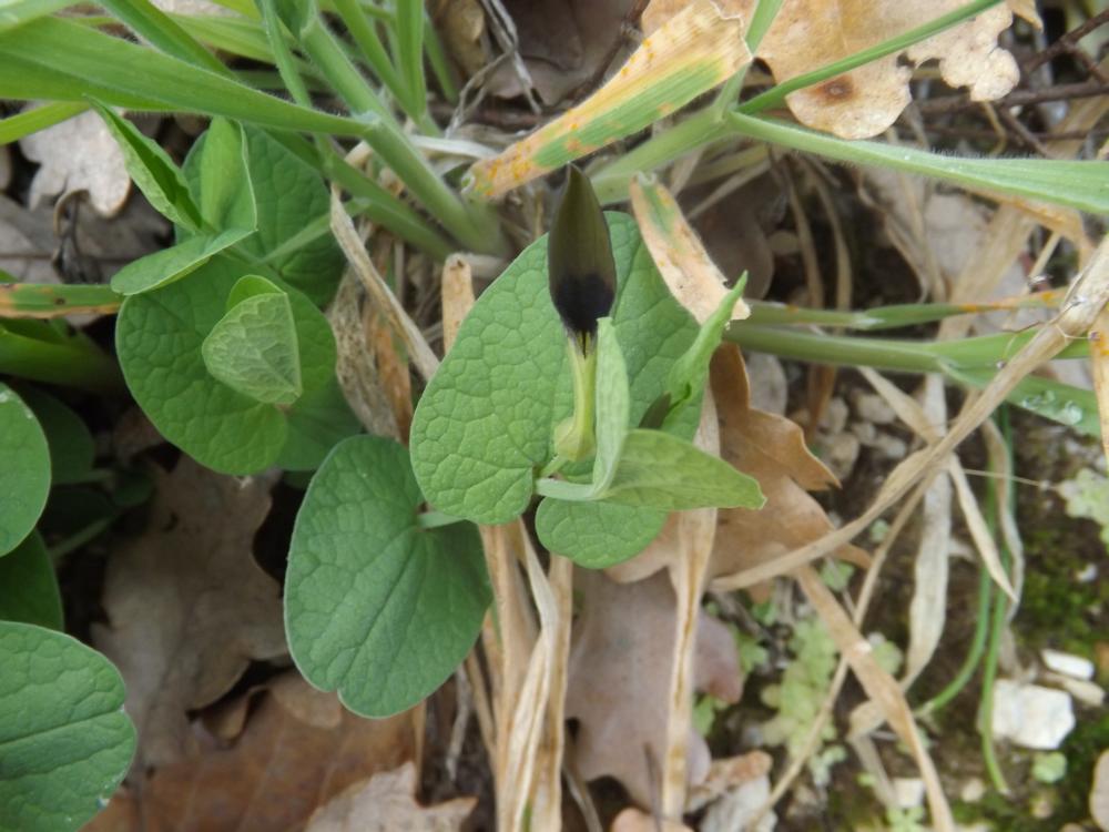Aristoloche à feuilles rondes, Aristoloche arrondi Aristolochia rotunda L., 1753